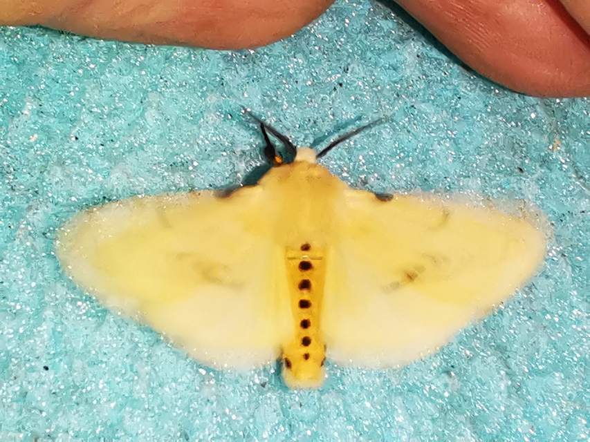 Spilarctia lutea - sárgás medvelepke