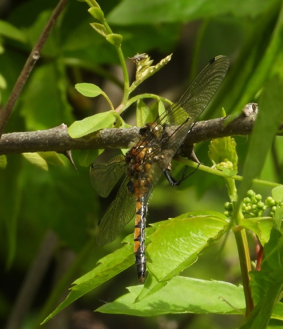 Leucorrhinia pectoralis - lápi álarcos-szitakötő