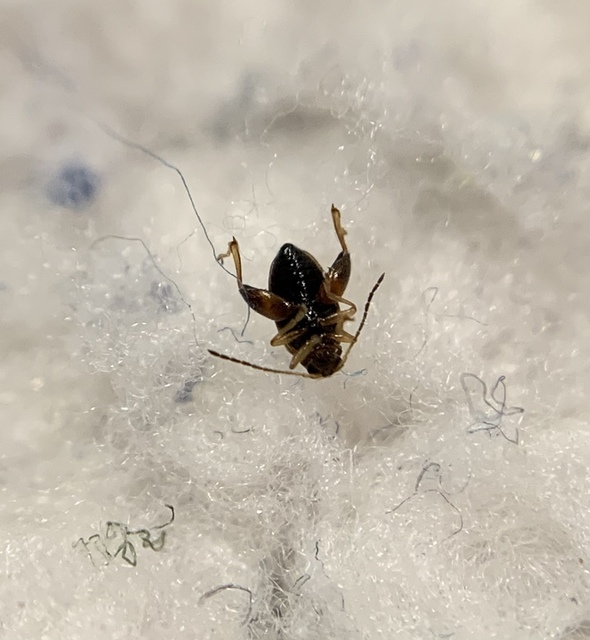 Longitarsus lycopi