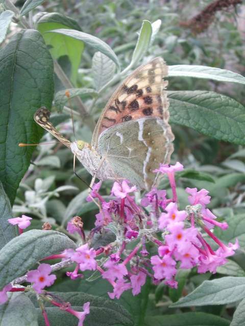 Argynnis pandora - zöldes gyöngyházlepke