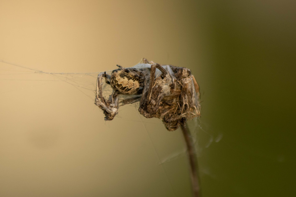 Larinioides cornutus - nádi keresztespók