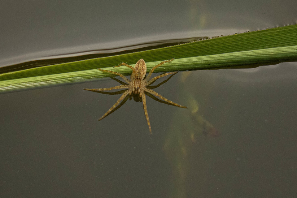 Dolomedes plantarius/fimbriatus
