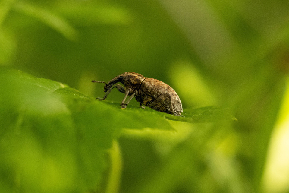 Lepyrus capucinus - pettyes fűzormányos