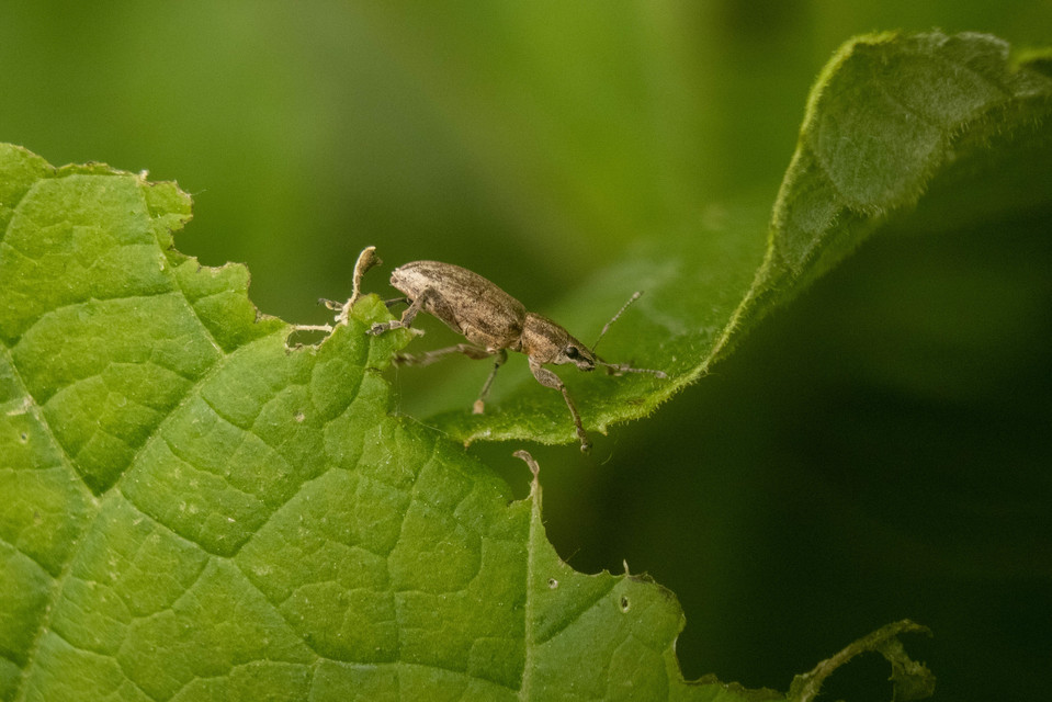 Tanymecus palliatus - közönséges hegyesfarúbarkó