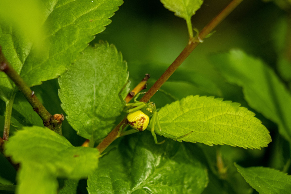 Ebrechtella tricuspidata - alakoskodó karolópók