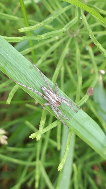 Tibellus