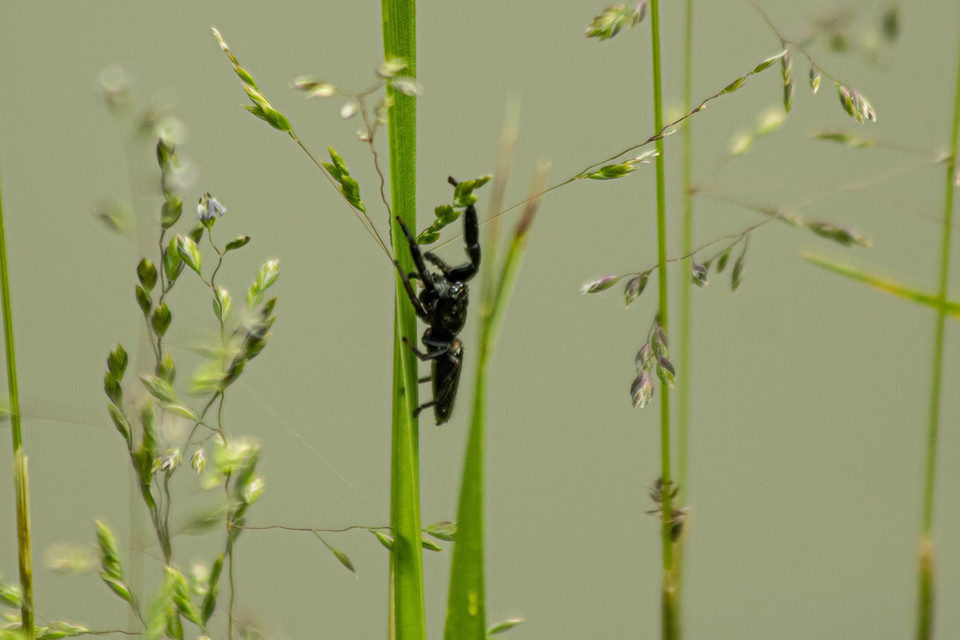 Mendoza canestrinii - mediterrán nádiugrópók