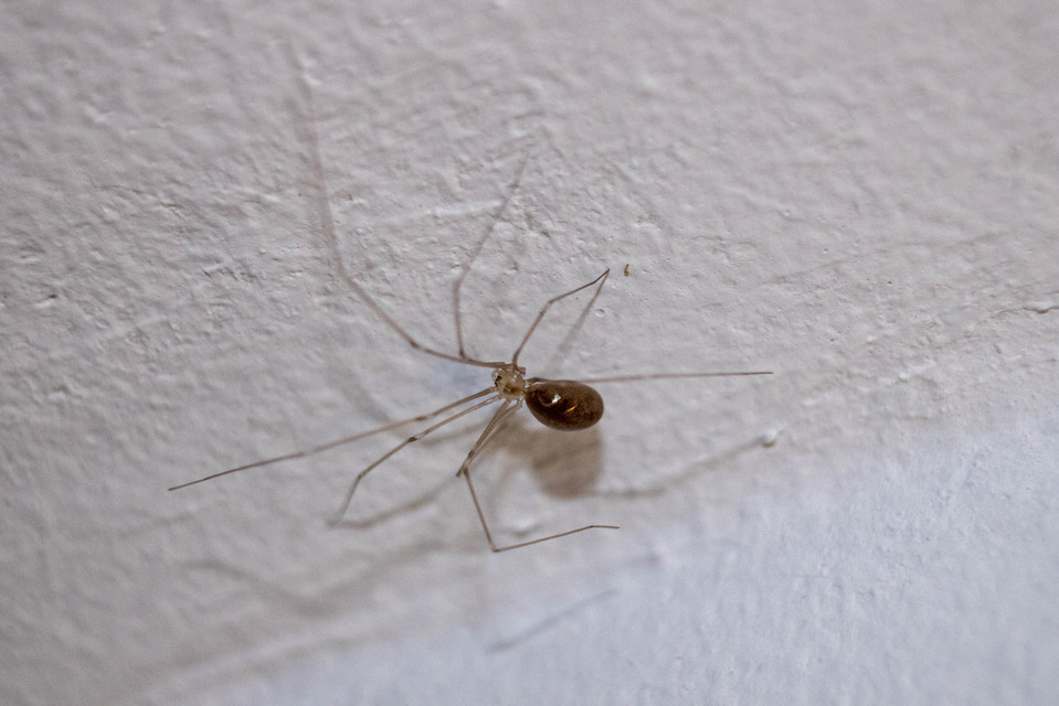 Pholcus phalangioides - nagy álkaszáspók Pholcus phalangioides - nagy álkaszáspók