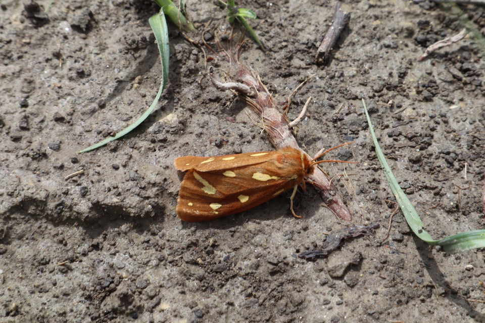 Hyphoraia aulica - barna medvelepke