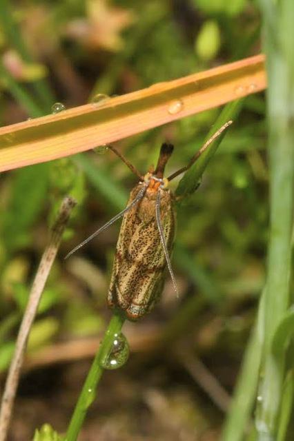Thisanotia chrysonuchella - tavaszi fűgyökérmoly