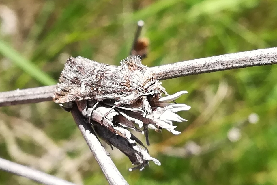 Calophasia lunula - gyújtoványfű-apróbagoly