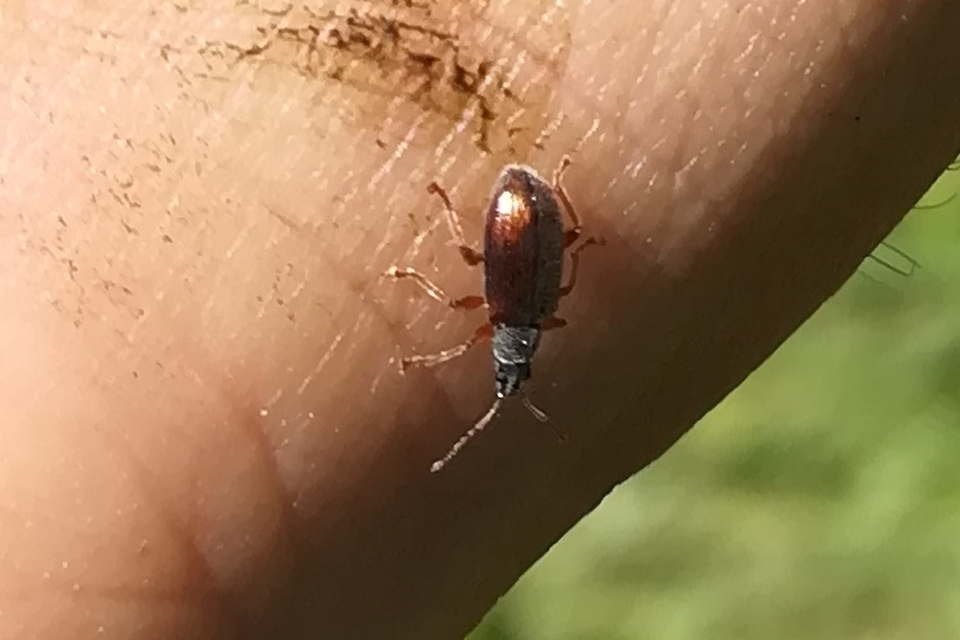 Phyllobius oblongus - közönséges levélormányos
