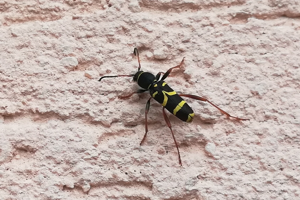 Clytus arietis - közönséges darázscincér