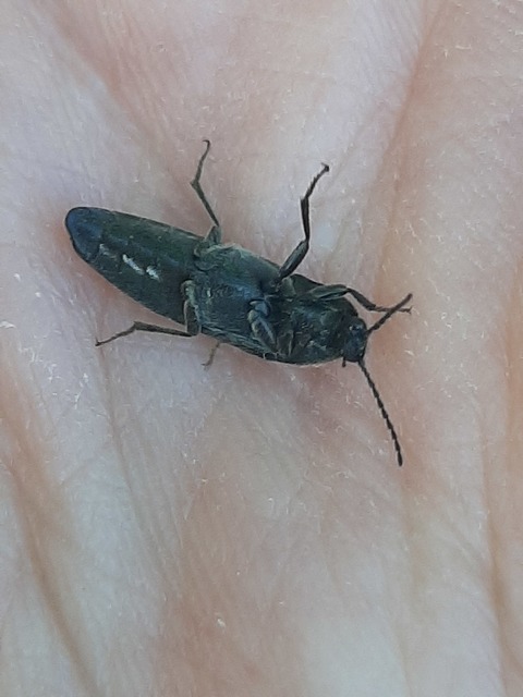 Melanotus