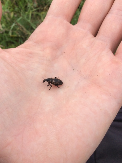 Pseudocleonus cinereus - hamvas barkó