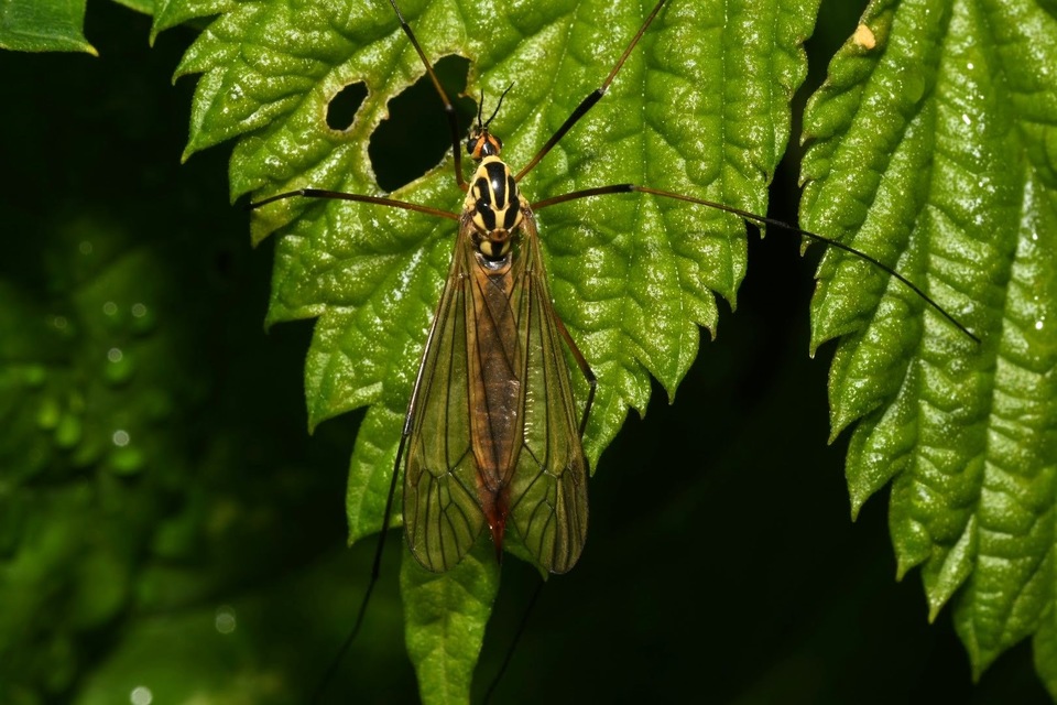 Nephrotoma appendiculata