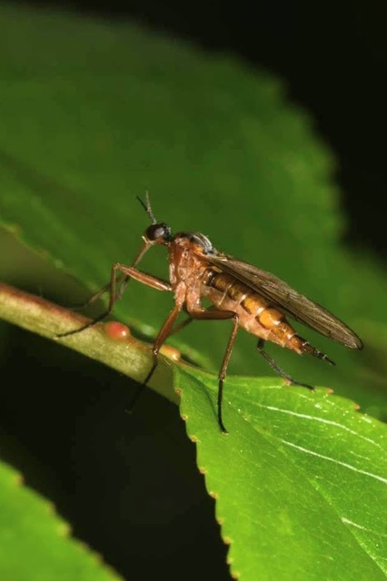 Empis