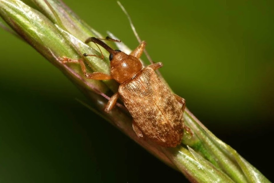 Dorytomus longimanus - kétalakú hangormányos