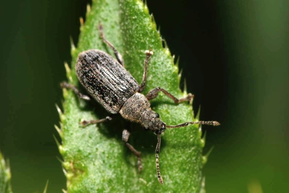 Phyllobius pyri - gyümölcsfa-levélormányos