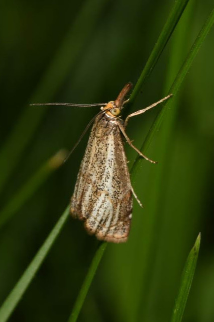 Thisanotia chrysonuchella - tavaszi fűgyökérmoly