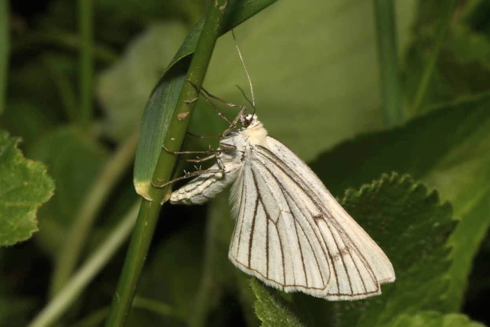 Siona lineata - vonalas fehéraraszoló