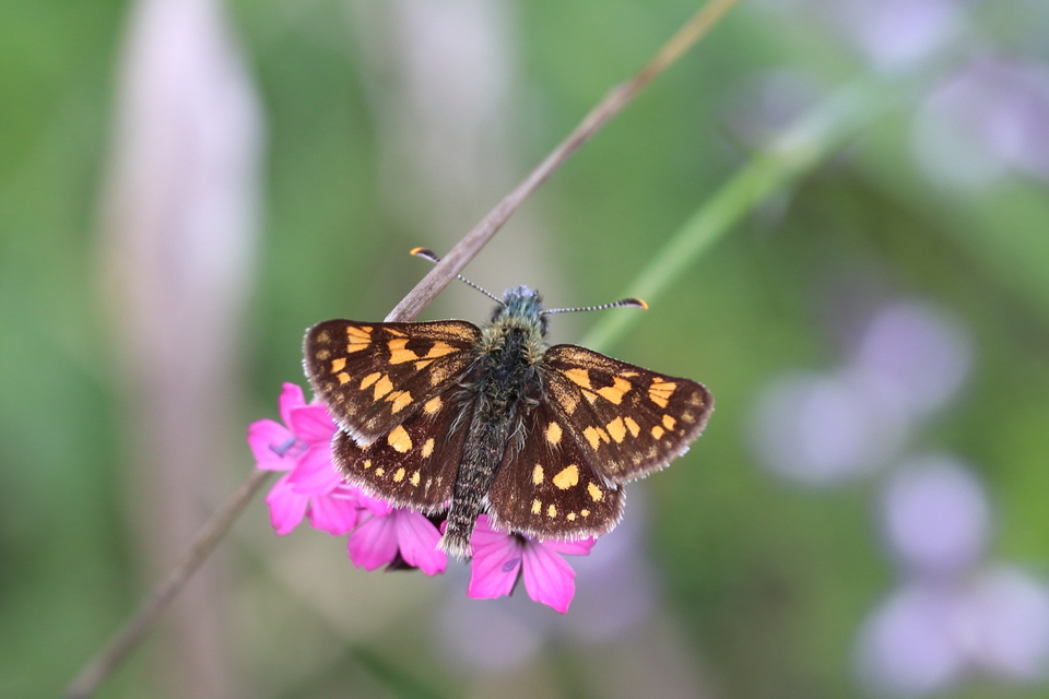 Carterocephalus palaemon - kockás busalepke