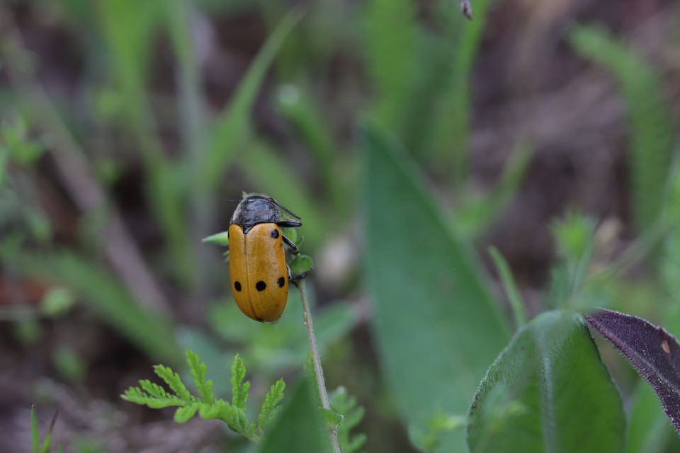 Lachnaia sexpunctata - szőrösnyakú zsákhordóbogár