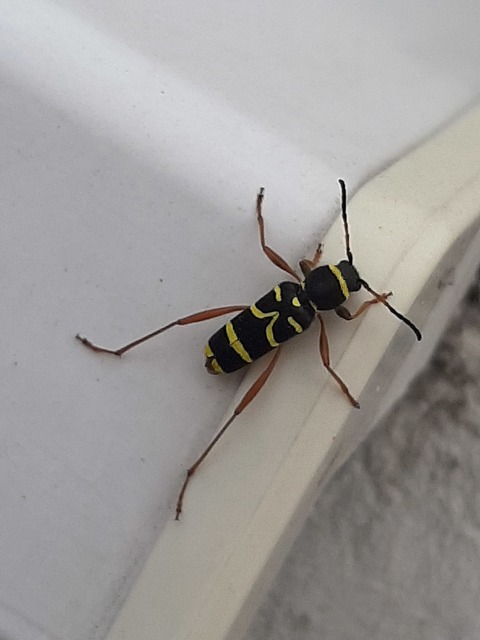 Clytus arietis - közönséges darázscincér