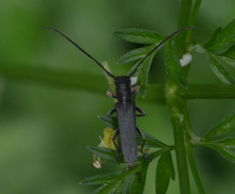 Phytoecia cylindrica - medvelapucincér