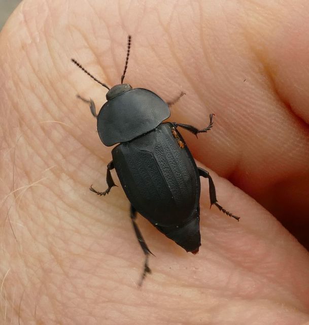 Silpha obscura - közönséges dögbogár