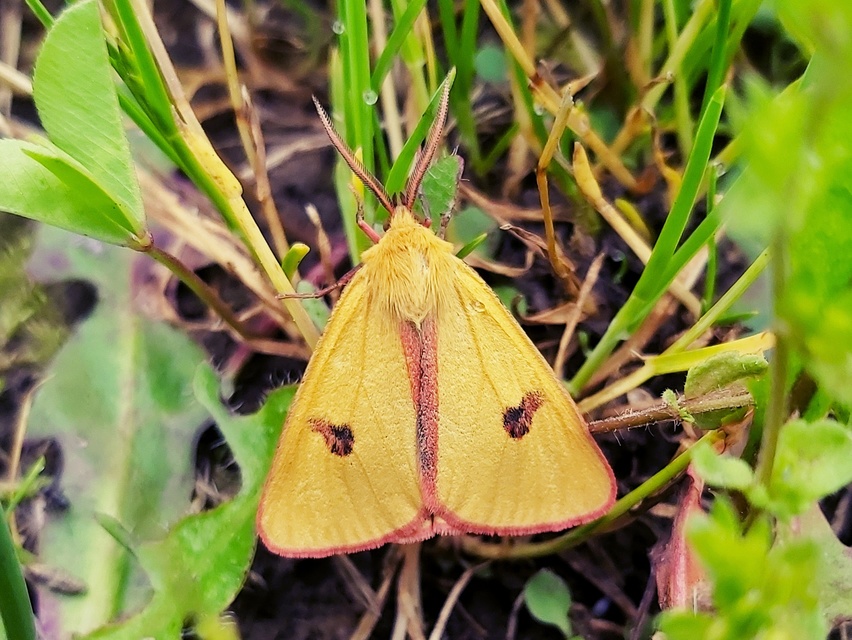 Diacrisia sannio - vörösszélű medvelepke