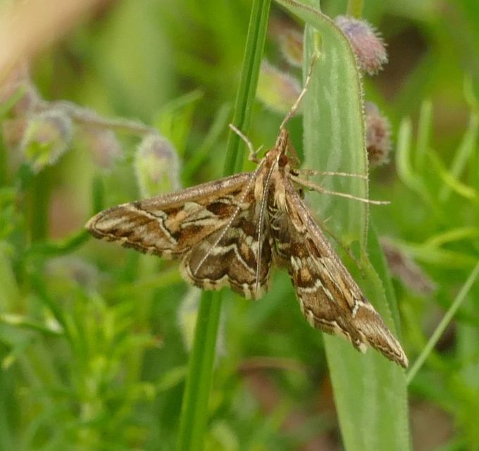 Diasemia reticularis - betűmintás tűzmoly