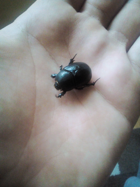 Pentodon idiota - butabogár