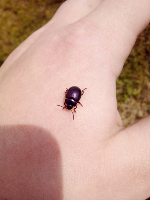 Chrysolina sturmi - vöröslábú levelész