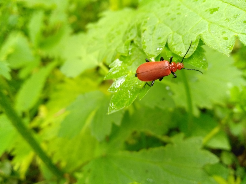 Pyrochroa serraticornis - közép-bíborbogár