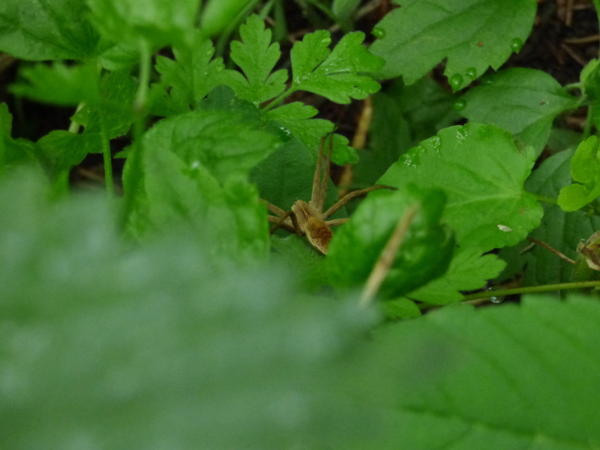 Pisaura mirabilis - csodáspók Pisaura mirabilis - csodáspók