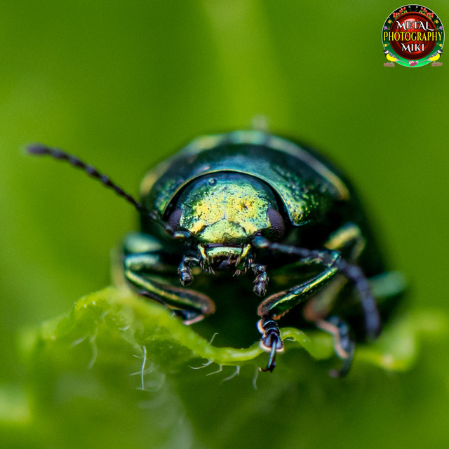 Chrysolina herbacea - zöld mentalevelész
