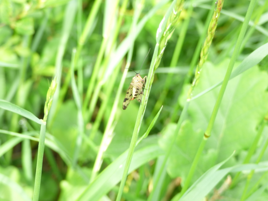 Panorpa communis/vulgaris