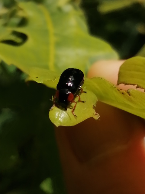 Smaragdina aurita - feketehátú zsáklevelész