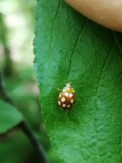 Vibidia duodecimguttata - tizenkétcseppes füsskata