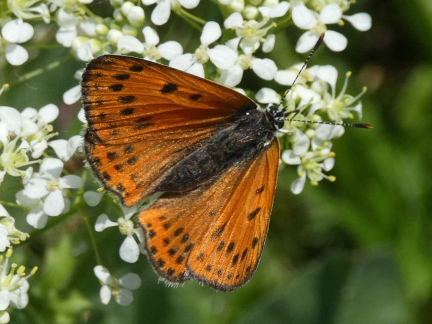 Lycaena thersamon - kis tűzlepke