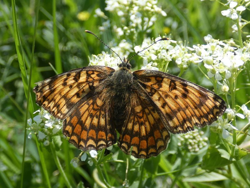 Melitaea phoebe - nagy tarkalepke
