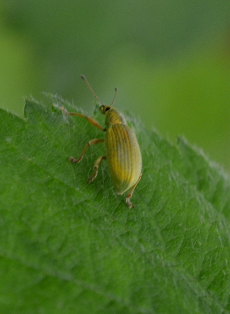 Polydrusus formosus - selymes lombormányos