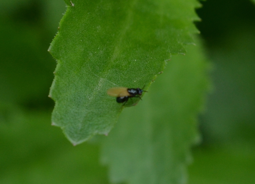 Lauxania minor