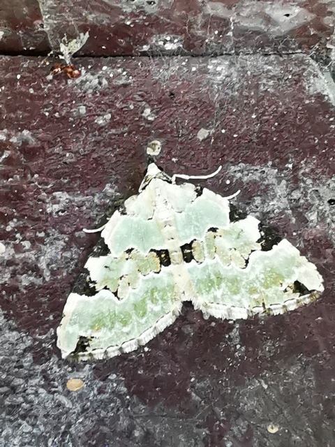 Colostygia pectinataria - zöld levélaraszoló