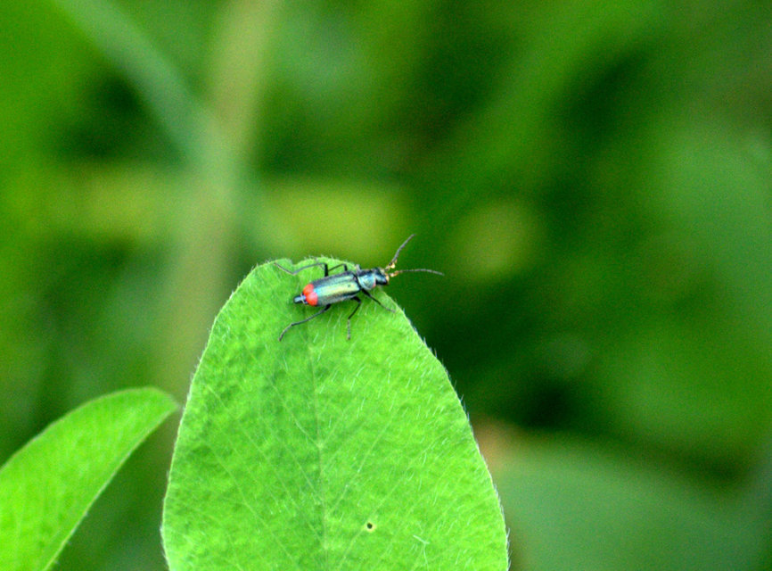 Malachius bipustulatus - kétfoltos bibircsesbogár