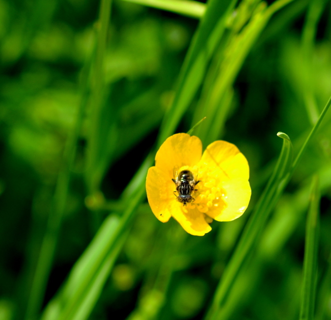Eristalinus sepulchralis - fekete foltosszeműlégy