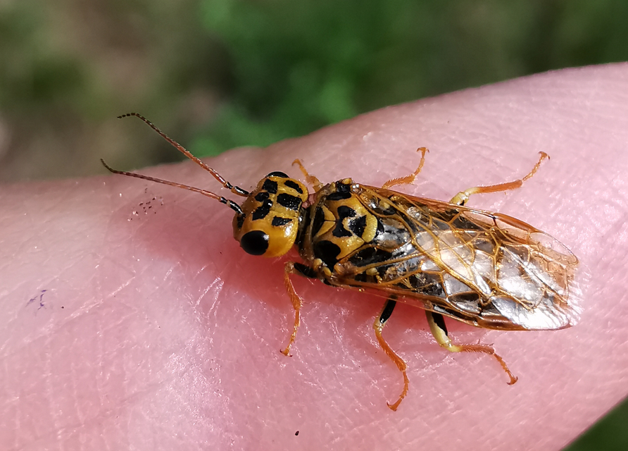 Hymenoptera - Hártyásszárnyúak
