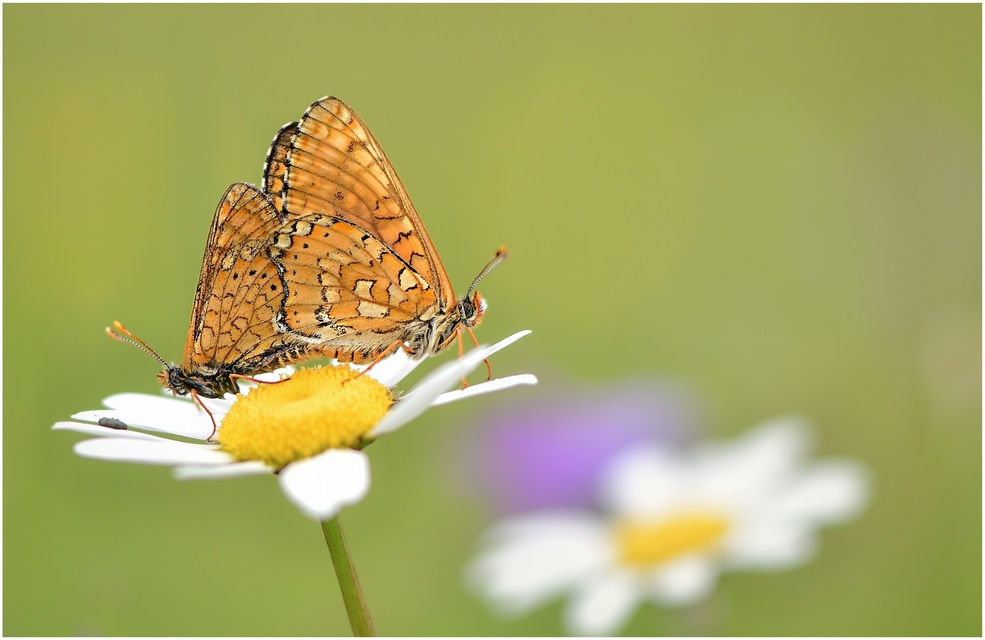 Euphydryas aurinia - lápi tarkalepke