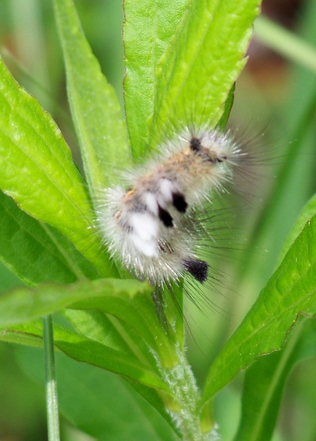 Gynaephora fascelina - vesszős szövő
